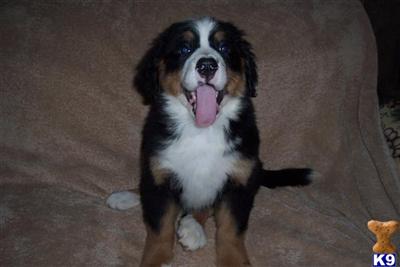 Puppies in Sonora