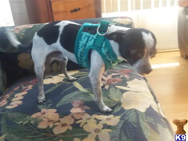 Chihuahua stud dog
