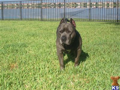 Stud Dogs - American Staffordshire Terrier