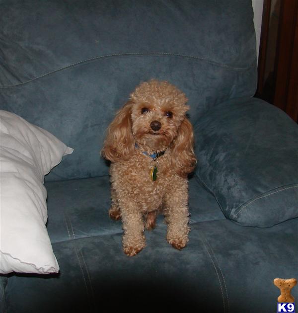 Stud Dogs - Poodle