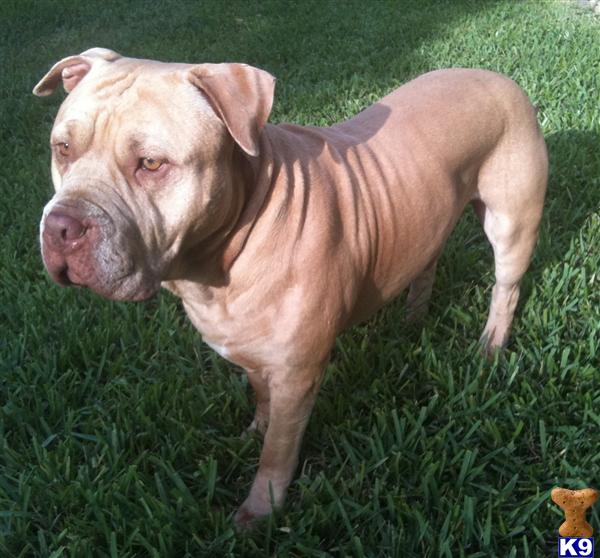 Stud Dogs in FL