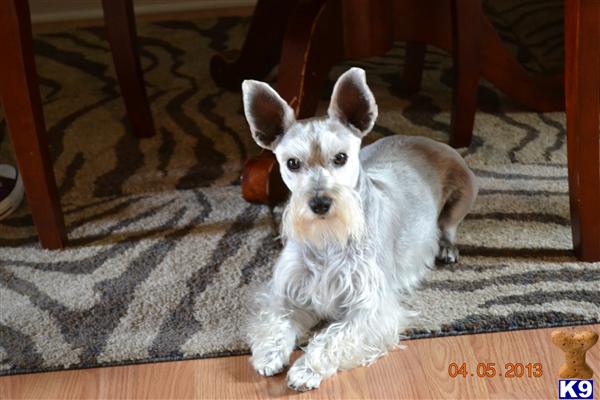 Stud Dogs - Miniature Schnauzer
