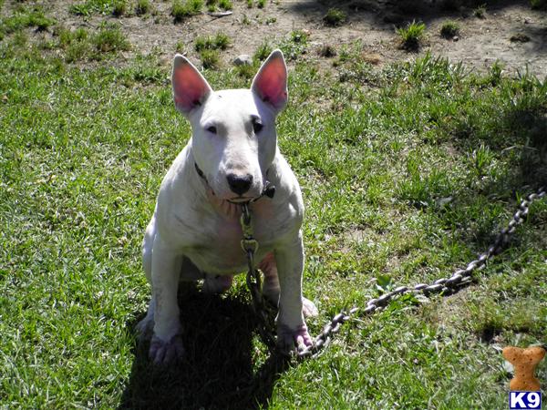 Stud Dogs - Bull Terrier