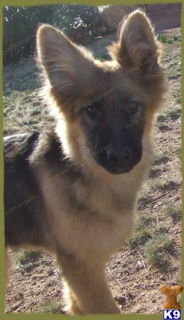 Puppies in NM