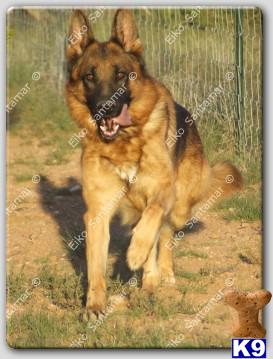 Stud Dogs - German Shepherd
