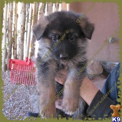 Puppies in NM