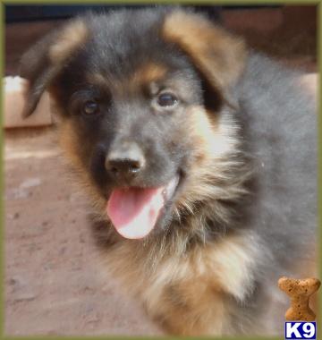 Puppies in NM