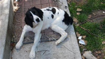Dogs for Sale in NY