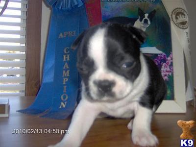 Boston Terrier Puppies in TX