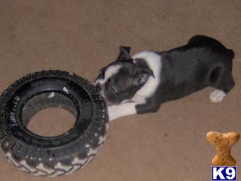 Boston Terrier Puppies for Sale