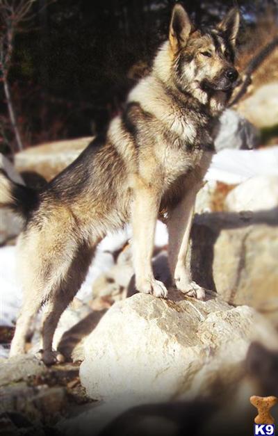 Wolf Dog Puppies for Sale