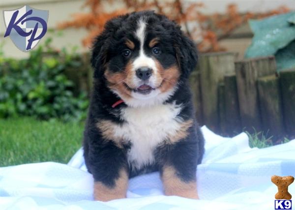 Puppies in Mount joy