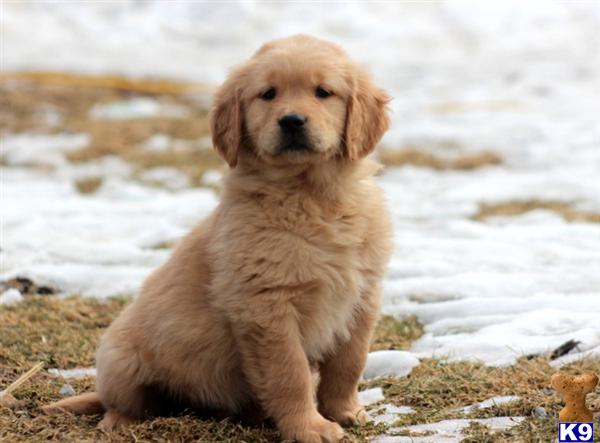 golden retriever breeders in pennsylvania document moved golden retriever breeders in pennsylvania document moved