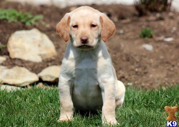 Puppies in PA