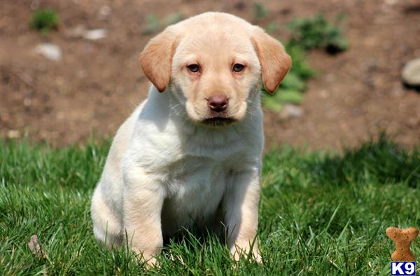 Puppies in PA