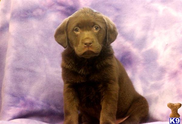 Puppies in PA