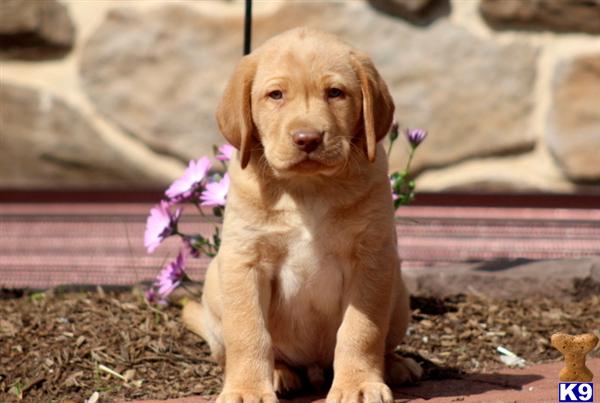 Puppies in PA