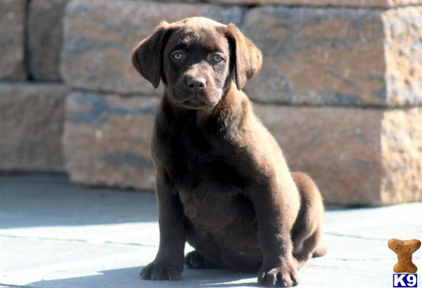 Puppies in PA