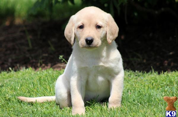 Puppies in PA