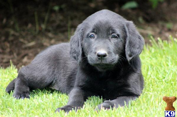 Puppies in PA