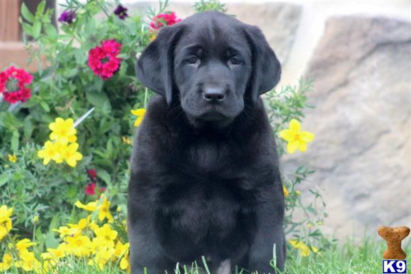 Puppies in PA