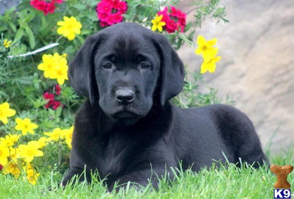 Puppies in PA