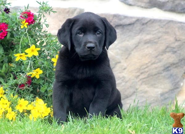 Puppies in PA