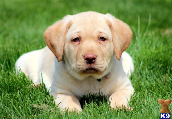 Puppies in PA