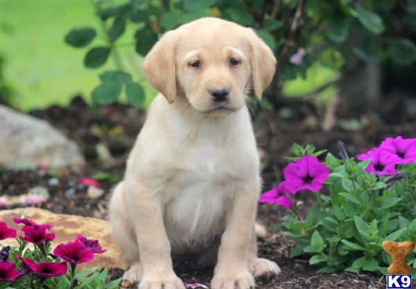 Puppies in Mount joy