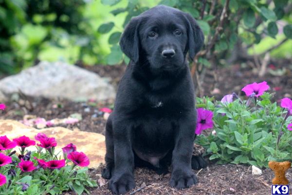 Puppies in Mount joy