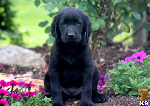 Puppies in Mount joy