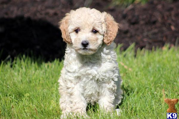 Puppies in Mount joy
