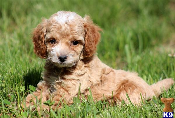 Puppies in Mount joy