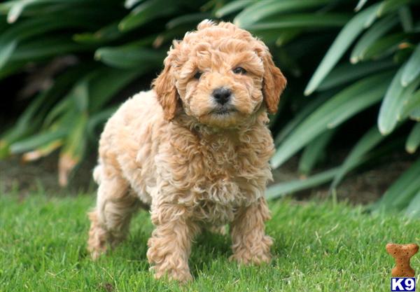 Puppies in PA