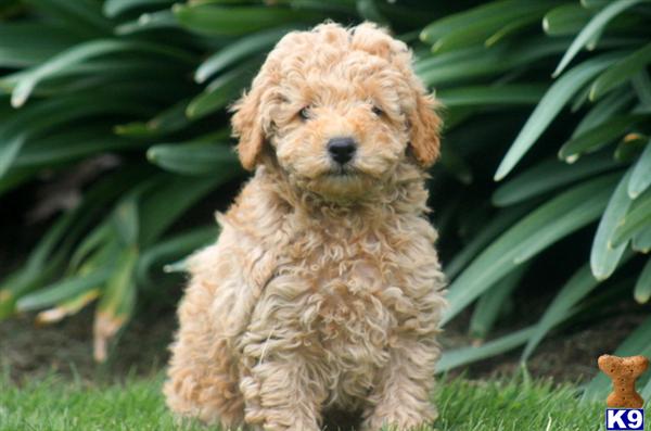 Puppies in Mount joy