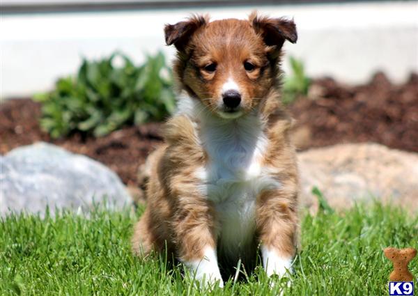 Puppies in PA