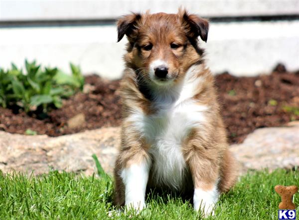Puppies in PA