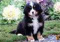 Bernese Mountain Dog
