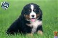 Bernese Mountain Dog