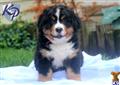 Bernese Mountain Dog