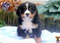 Bernese Mountain Dog