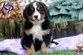 Bernese Mountain Dog