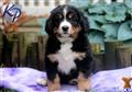 Bernese Mountain Dog