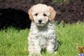 Poodle
