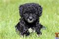 Poodle