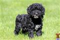Poodle