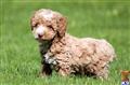 Poodle