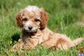 Poodle