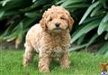 Poodle