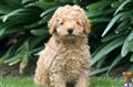 Poodle